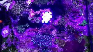 IRI CUBE SPS TANK Nano tank