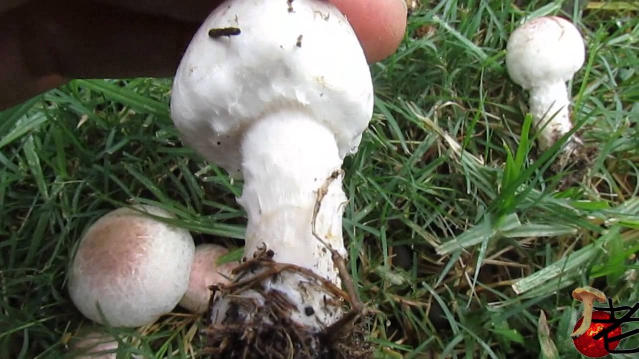 Agaricus arrillagarum