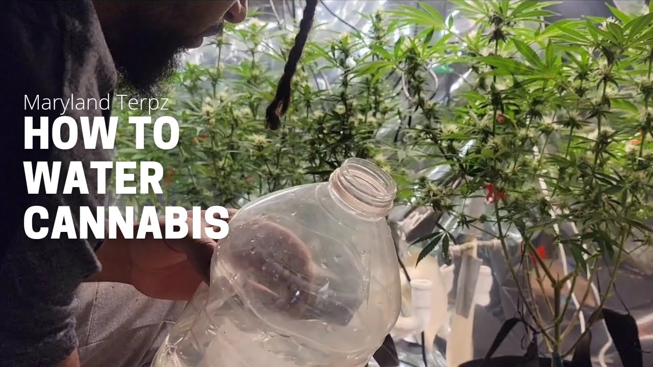 How To Water Cannabis During Flower - (Step By Step Guide)