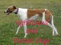 Breeds of dogs. Sighthounds &amp; Pariah dogs