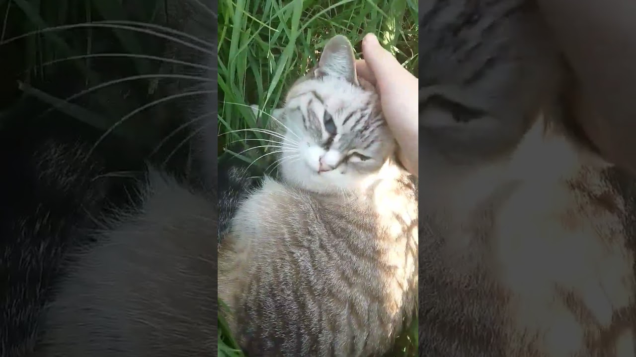 кошечка Белла| 