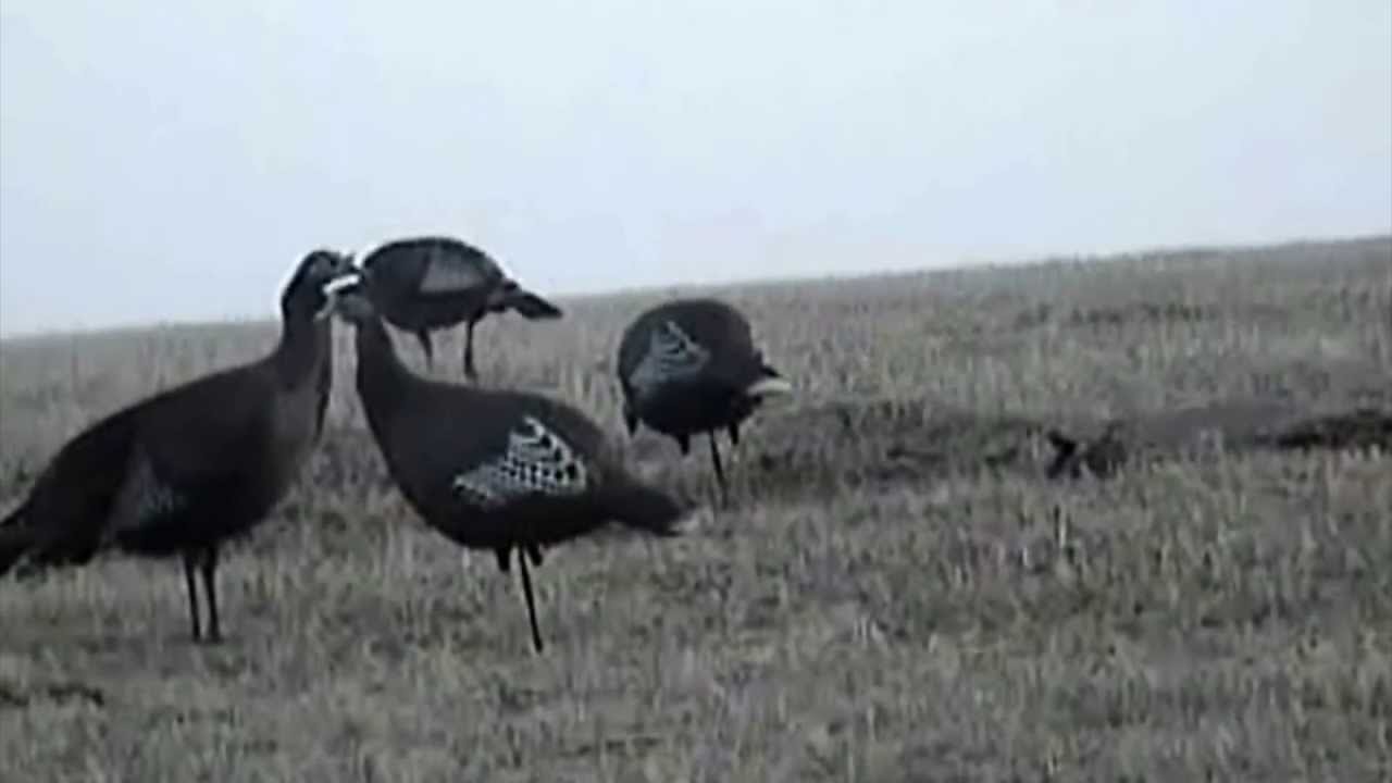 Hen Turkey Fighting a Hen Decoy Zink Avian X YouTube