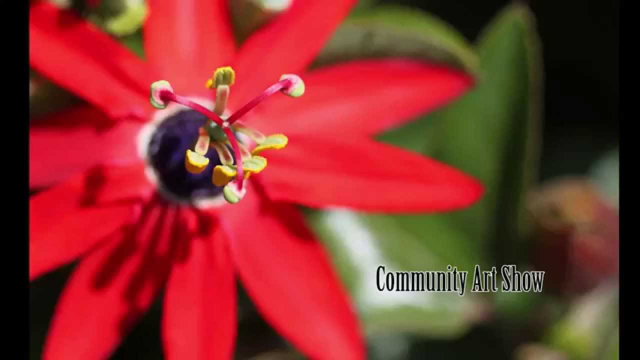 Universal Counting Leader