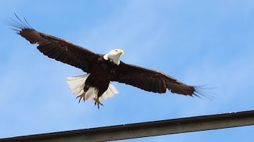 Bald Eagle Perched On Tall Tower Takes Flight - Slow Motion - In Memory of Judith Boyle
