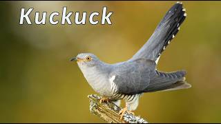 Kuckuck - Kuckuck Gesang