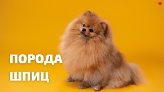 Шпиц. Всё о породе.