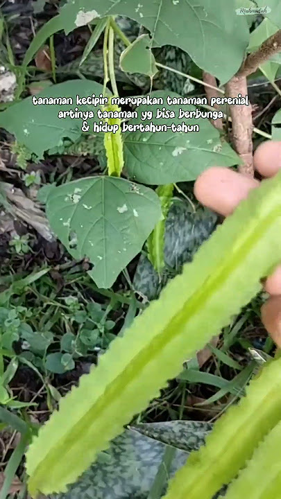 Mengenal Tanaman Kecipir