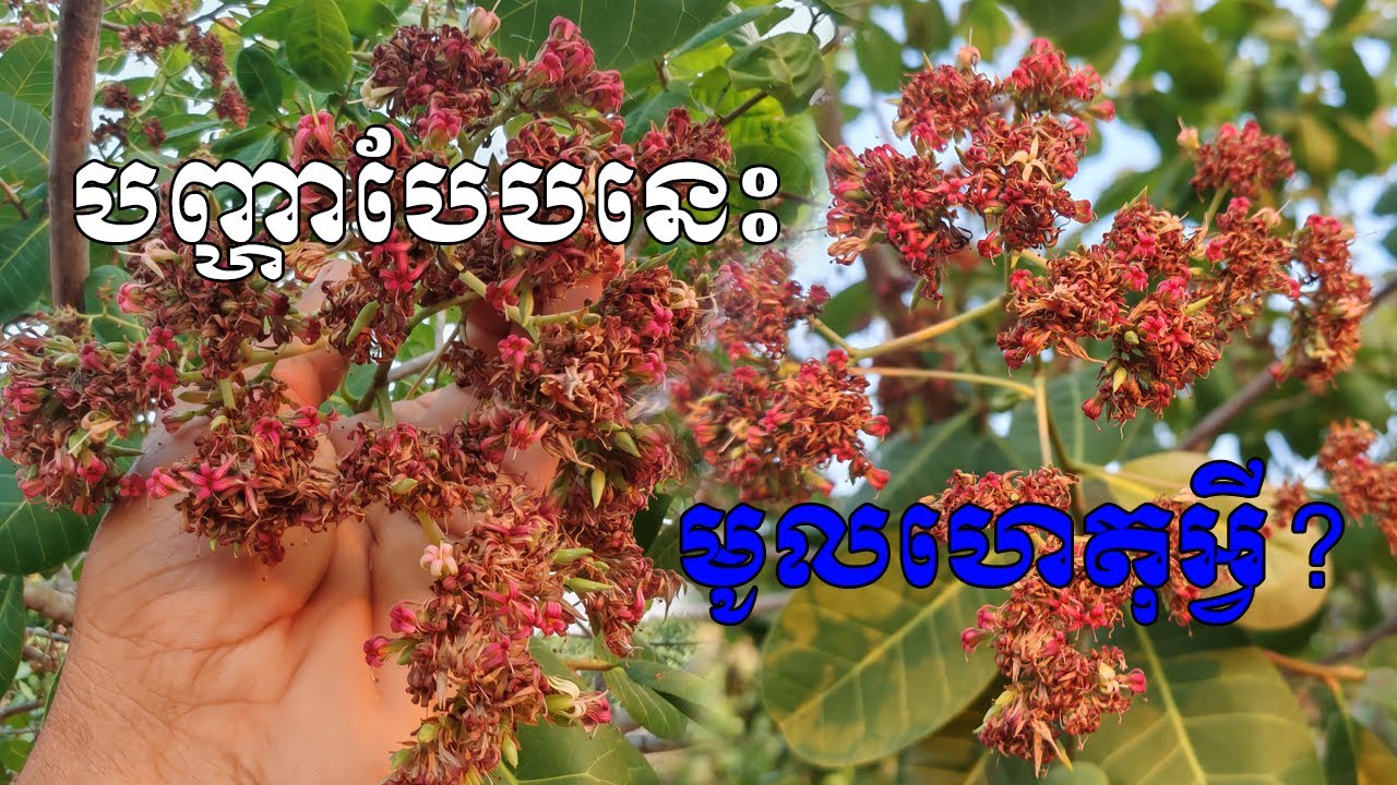 ការវិវឌ្ឍន៍នៃផ្កាឈ្មោលរបស់ចន្ទី ដែលម្ចាស់ចម្ការចន្ទីគួរដឹង?