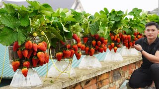 Growing Strawberries In Plastic Bottles, No Need For A Garden But High Yield by Gardening Recipes 12,099 views 2 months ago 16 minutes