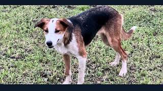 Lot 18 - Shaun Carr’s Jemma  -  2024 Ray White Livestock Rockhampton Working Dog Sale - 5th May