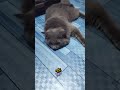 LAGI SANTAI KAWAN | KUCING TERPALING SANTAI