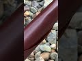 Dark Tan Kangaroo Leather | Natural Grain &amp; Character