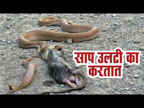 साप उलटी / ओमेट कसे आणि का करतात पहा या विडिओ मध्ये