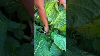 Growing Collard greens #garden #gardening #gardeningtips #collardgreens #growingcollardgreens