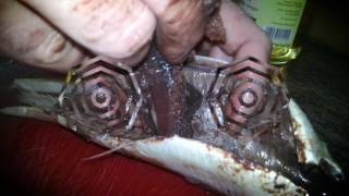 Polish herring