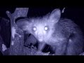 The Secret Life Of The Mysterious Aye Aye The Secret Life Of The Mysterious Aye Aye