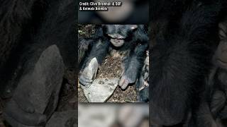 Schimpansen Sind In Der Steinzeit Angekommen?