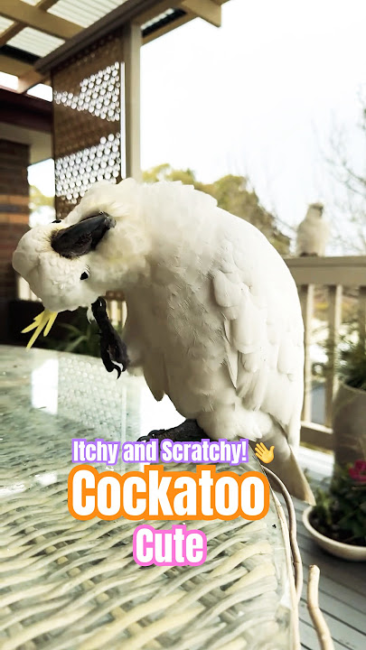 Wild Parrots doing funny things 😂 #cockatoo #parrot #birds #talkingparrot #cute #funny