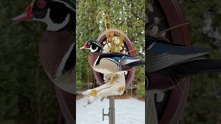 Celebrity Drake Wood Duck Taxidermy #taxidermist #waterfowl #waterfowltaxidermy Profile