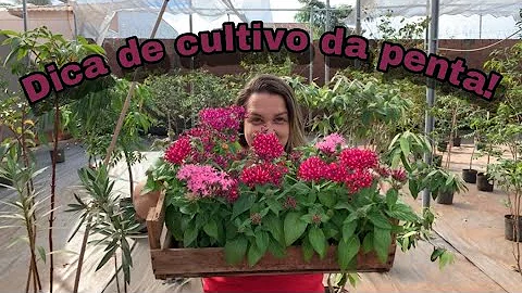 Como cuidar planta de Penta?