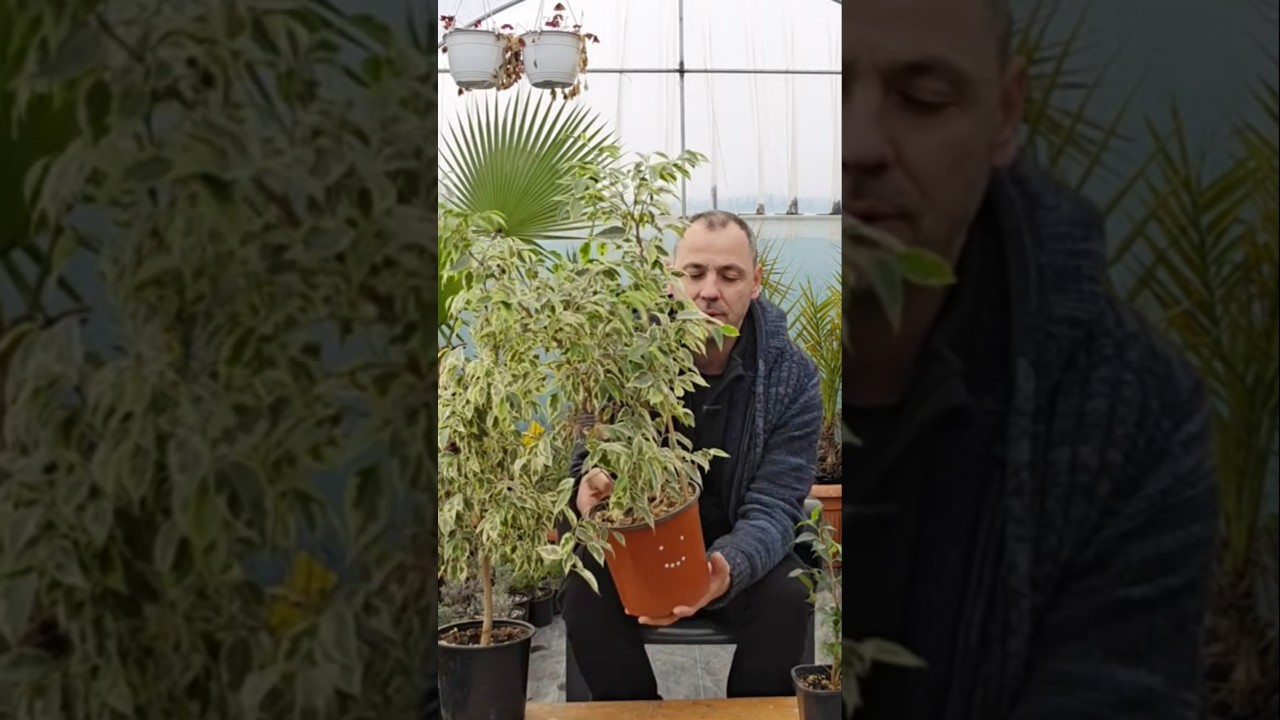Как вырастить фикус Бенджамина! 