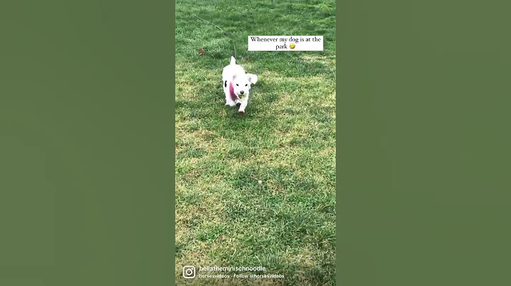 This is what happens when I take Bella to the park