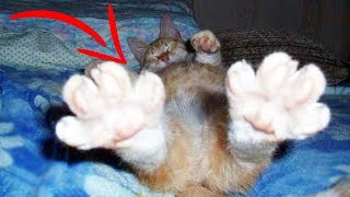 Top 10 Weird Cat Behaviors Explained