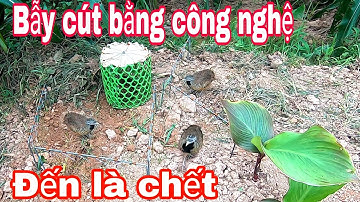 bẫy chim cút đầu mùa bằng thòng chuyên dụng không thoát con nào