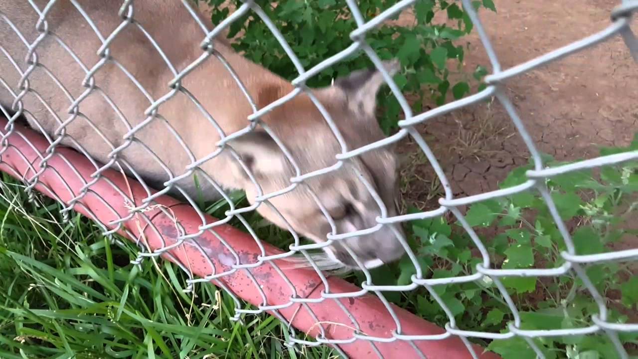 leopard print Squeak Delivery | COUGAR COMES DOWN TO MEOW
