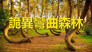 The most bizarre forest in the world, with 400 big trees bending northwards
