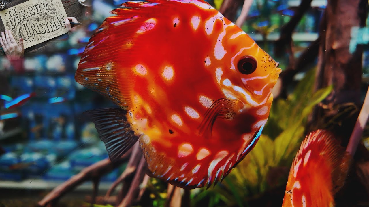 Aquaristik Partner, Fachhandel wie fast ausgestorben | hier bedient noch der Inhaber | Interview