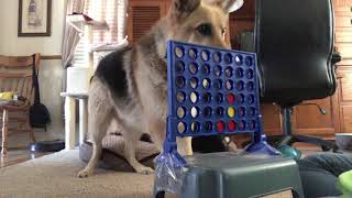 Trick Dog Sebastian The Amazing GSD plays connect Four screenshot 5