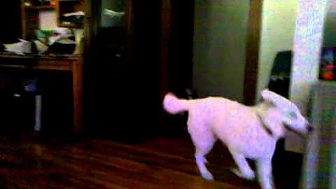 Doggie fun
