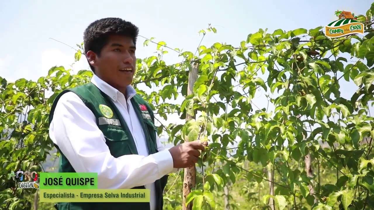 2020 09 19 DRA JUNIN PRODUCCION DE MARACUYA EN CHANCHAMAYO 03