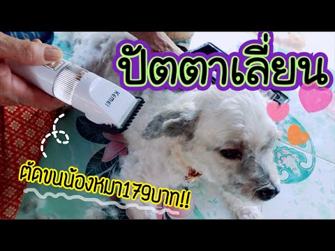 พรีวิวปัตตาเลี่ยนชาร์จได้ตัดขนสุนัข แมวและสัตว์เลี้ยงยี่ห้อ Kemei รุ่น KM-107 ราคา 179 บาท