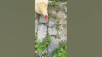 Do hens eat earthworms?