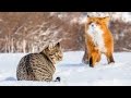 Хитрая лиса. Sly Fox.