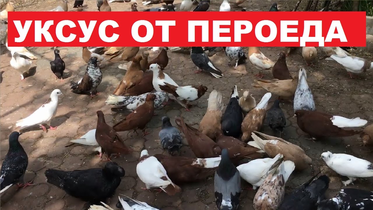 Какой уксус нужен чтобы бороться с пероедом у голубей?