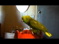 Buddy The Birdie (Pre-Edit, Full Length Version)