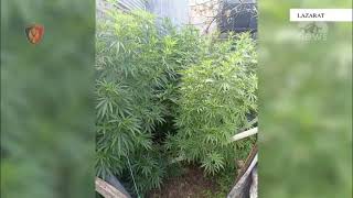 Top News - Lazarati i rikthehet kanabisit! Sekuestrohet hashash, një i arrestuar