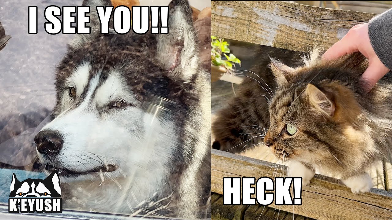 My Husky CAUGHT Me Stroking a Talking CAT! Jealous Dog!
