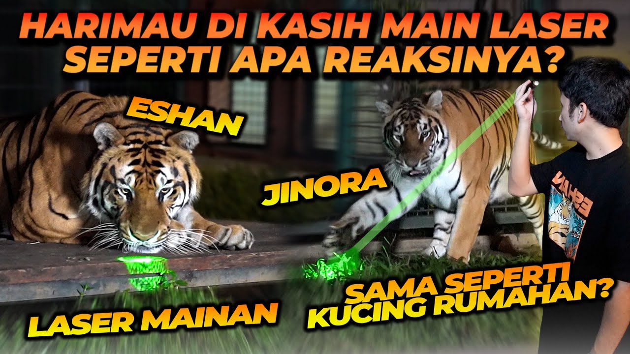 HARIMAU DIAJAK MAIN LASER ! REAKSINYA SAMA SEPERTI KUCING PADA UMUMNYA ?? JINORA PALING HEBOH !