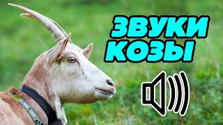 Звук козы: как блеет коза?