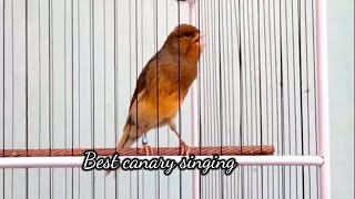 Canário Belga Salsa Cantando Disparado | Para Treinamento De Filhotes  #11