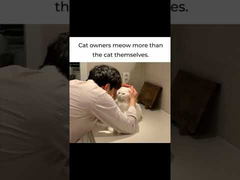 We All Know Such A Cat Owner