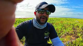 FINALLY CAUGHT THE MYSTERY FISH!!! Early Morning Adventure On Mayaro Beach - Trinidad & Tobago