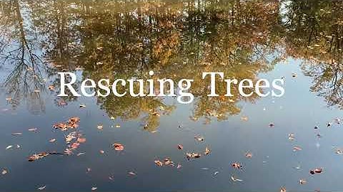 Rescuing trees from invasive vines - English version