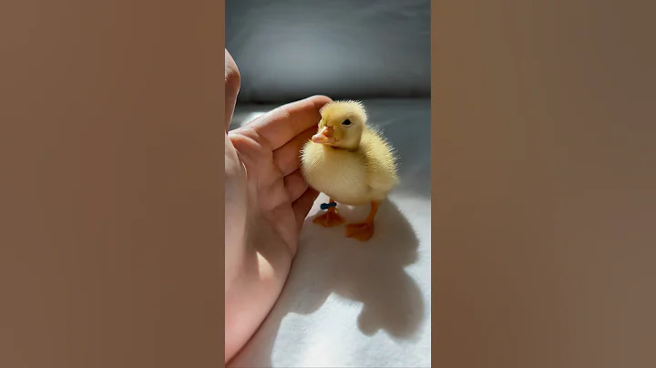 The cutest yawn ever #shorts #cute #duckling