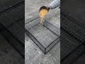 Simple Cage… But Watch What Happens Next 😳🔥 #viral #trending #farming #smartfarming #diy