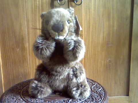 Yodelling Marmot!